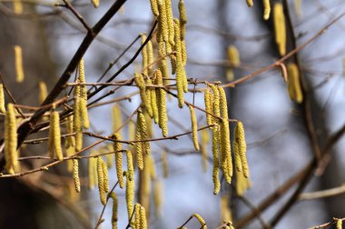 İlkbaharda ormanda yaygın ela (Corylus avellana) çiçek açar