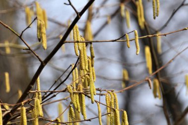 İlkbaharda ormanda yaygın ela (Corylus avellana) çiçek açar