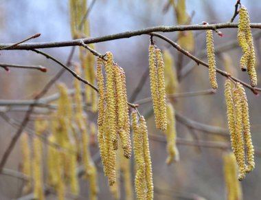 İlkbaharda ormanda yaygın ela (Corylus avellana) çiçek açar
