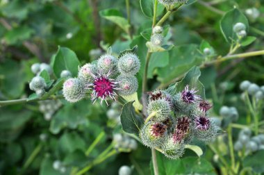 Burdock yazın doğada yetişir.