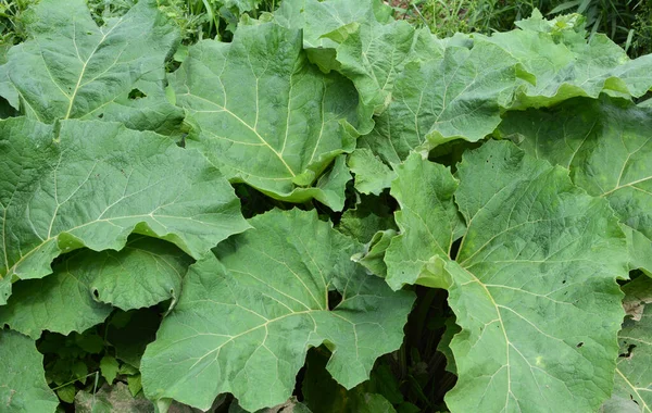 Burdock บโตในป าในฤด — ภาพถ่ายสต็อก