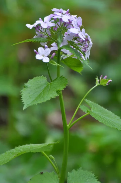 Jaře Lunaria Rediviva Kvete Divočině Lese — Stock fotografie