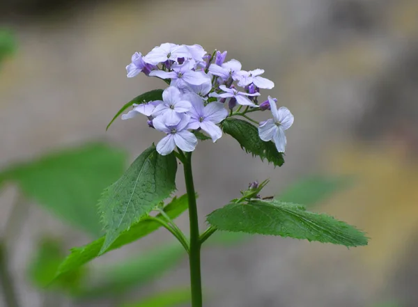 Jaře Lunaria Rediviva Kvete Divočině Lese — Stock fotografie