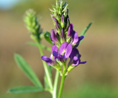 The field is blooming alfalfa, which is a valuable animal feed clipart