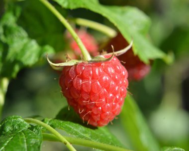 Çalı dalında ahududu ve yeşil yapraklar.