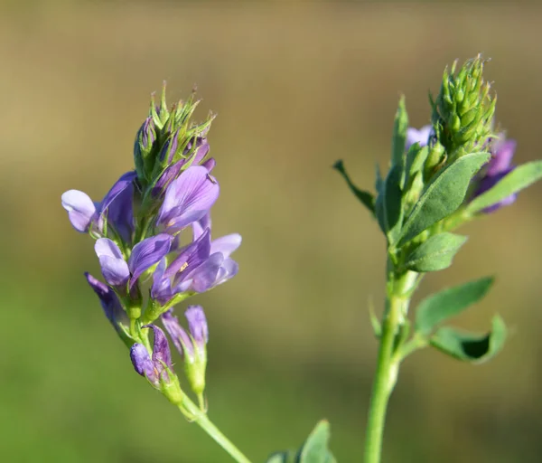 Field Blooming Alfalfa Which Valuable Animal Feed — Stock Photo, Image