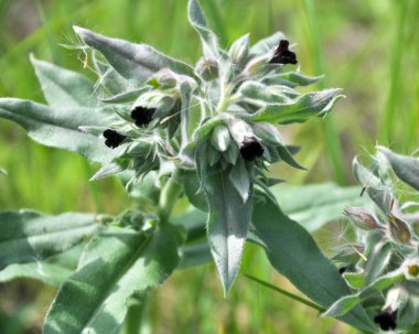 Yabani otların arasında, nonea pulla çiçek açar.