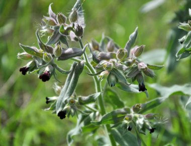 Yabani otların arasında, nonea pulla çiçek açar.