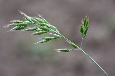 Bromus (çimler) yabani çayırların arasında yetişir.