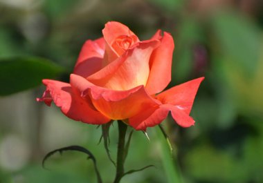 Yazın bahçede güller açar..