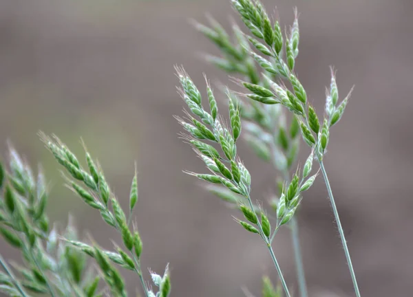 Bromus Grass Grows Pasture Wild Meadow Grasses — Stock Photo, Image