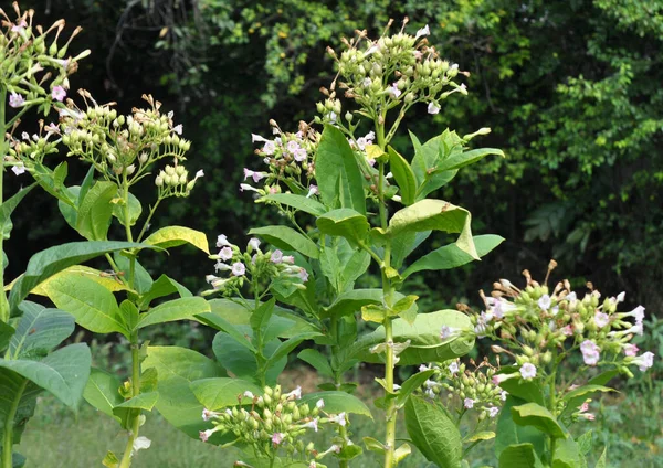 Hojas Verdes Tallo Tabaco Que Crece Una Plantación — Foto de Stock