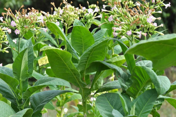 Gröna Blad Och Tobaksstam Som Växer Plantage — Stockfoto