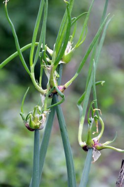 Bahçede çok katmanlı soğan yetişiyor.