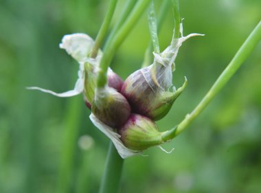 Bahçede çok katmanlı soğan yetişiyor.
