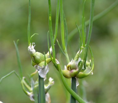 Bahçede çok katmanlı soğan yetişiyor.