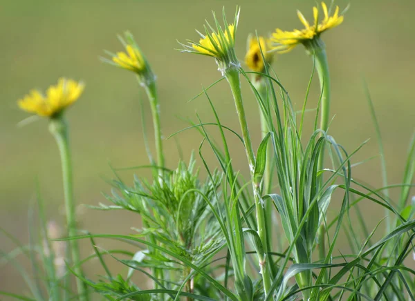 Tragopogon Dubius Cresce Natura Estate — Foto Stock