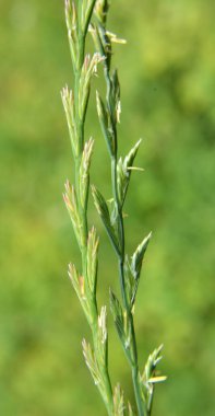 Vahşi doğada çayırlarda otlar yetişir (Lolium).