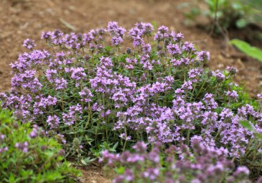 Kekik (Thymus serpilllum) yazın vahşi doğada açar.
