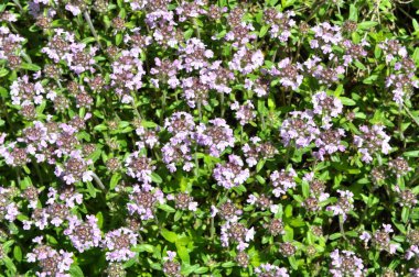 Kekik (Thymus serpilllum) yazın vahşi doğada açar.