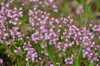 Kekik (Thymus serpilllum) yazın vahşi doğada açar.