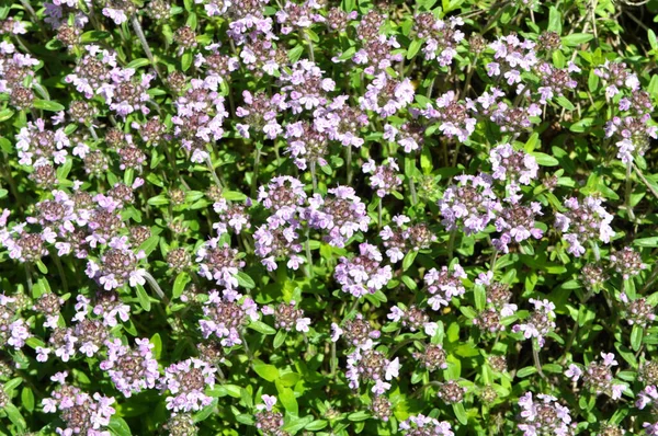 Kekik Thymus Serpilllum Yazın Vahşi Doğada Açar — Stok fotoğraf