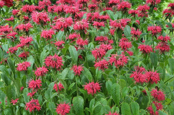 In summer in the garden red flowers in bloom monarda 