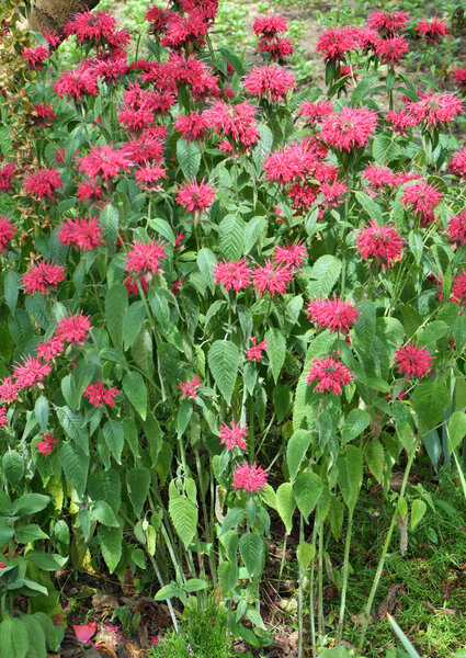 In summer in the garden red flowers in bloom monarda 