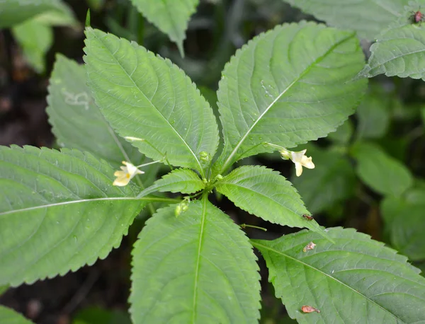 Estate Impatiens Parviflora Cresce Natura Nella Foresta — Foto Stock