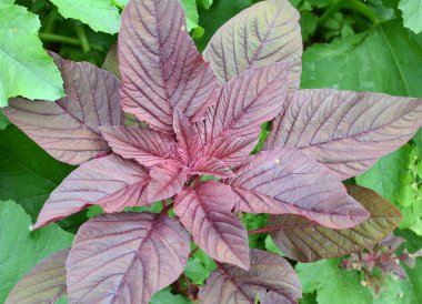 Yazın, bahçede çiçek açar.