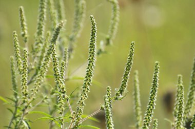 Yazın, yabani otlar (Ambrosia artemisiifolia) doğada yetişir.