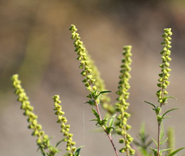 Yazın, yabani otlar (Ambrosia artemisiifolia) doğada yetişir.