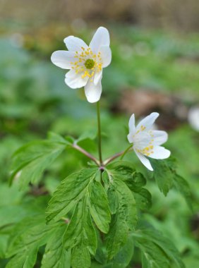Ormanın vahşi yaşamında erken bahar çiçekleri. İlkbahar bitkisi Anemone nemorosa.