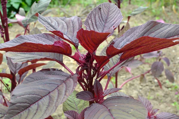 Verano Amaranto Florece Jardín — Foto de Stock