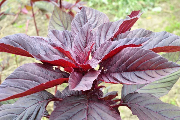 Zomer Bloeit Aranth Tuin — Stockfoto