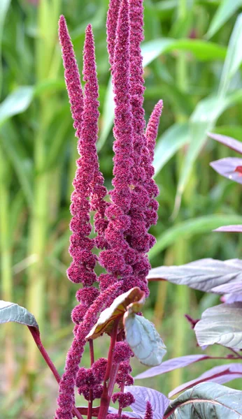 Verano Amaranto Florece Jardín — Foto de Stock