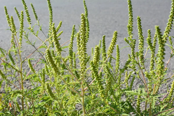 Летом Дикой Природе Растет Сорняк Ambrosia Artemisiifolia — стоковое фото