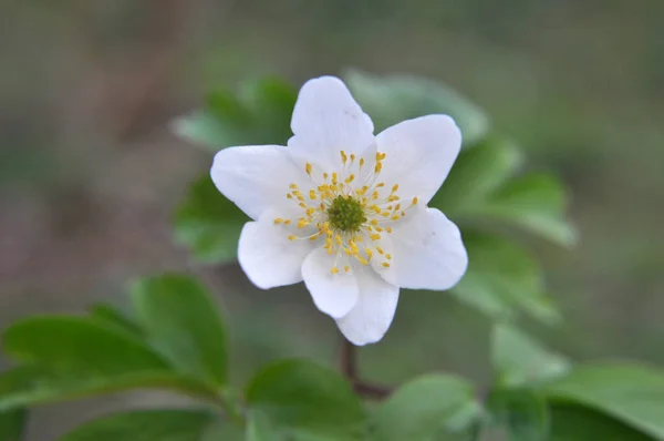 Vida Silvestre Del Bosque Florecen Principios Primavera Planta Perenne Anemone — Foto de Stock