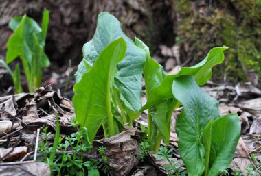 Arum (Arum besserianum) ilkbaharın başlarında ormanda yetişir..