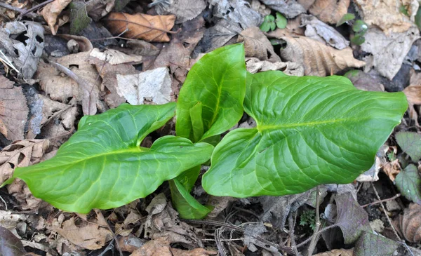 Arum Arum Besserianum Grows Forest Early Spring — Stock Photo, Image