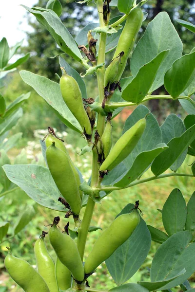 On the stem of the bean (Vicia faba) ripen green pods