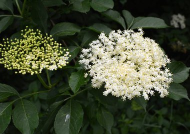 İlkbaharda, yaban mersini filizlenir.