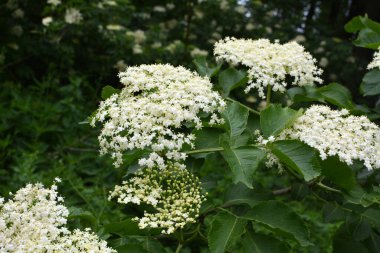 İlkbaharda, yaban mersini filizlenir.