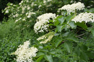 İlkbaharda, yaban mersini filizlenir.