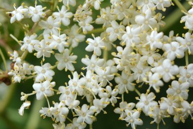 İlkbaharda, yaban mersini filizlenir.