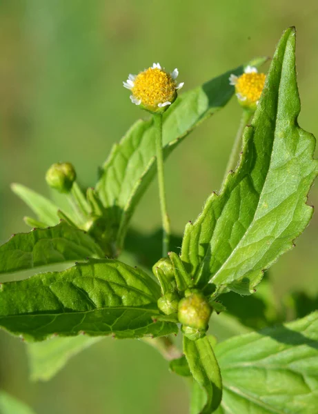One Weed Species Blooms Field Galinsoga Parviflora — Stock Photo, Image