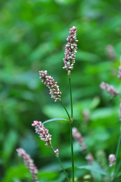Weed Persicaria Lapathifolia Grows Field Agricultural Crops — Stock Photo, Image