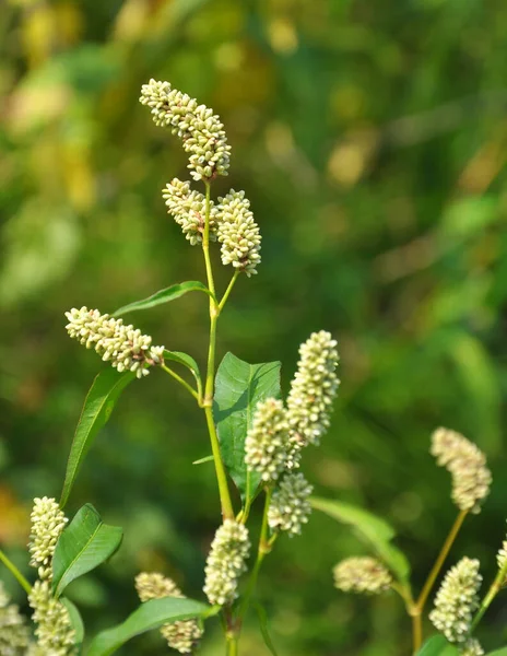 Hierba Persicaria Lapathifolia Crece Campo Entre Los Cultivos Agrícolas — Foto de Stock