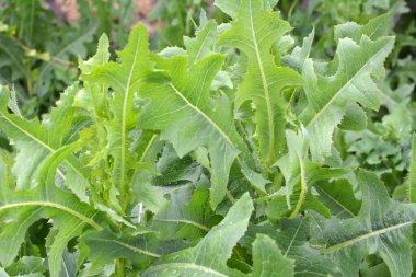 Yazın doğada yetişir Lactuca serriola