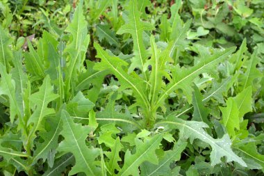 Yazın doğada yetişir Lactuca serriola